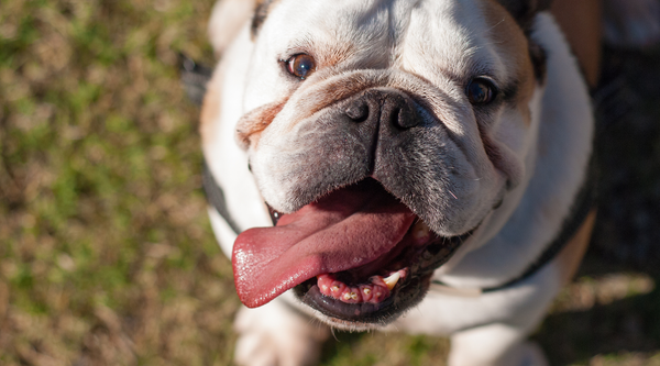 10 Must-have Gifts for Bulldog Lovers