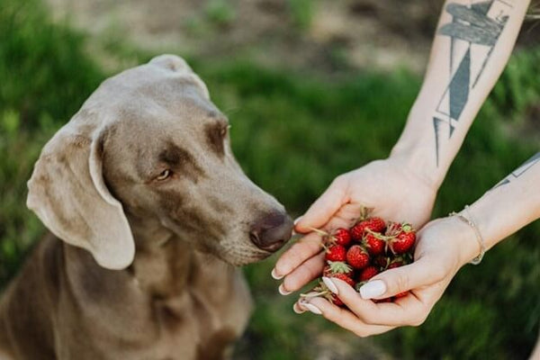 10 Best Fruits for Dogs