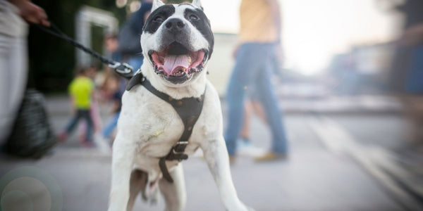 What To Do When A Pit Bull Pulls on A Leash