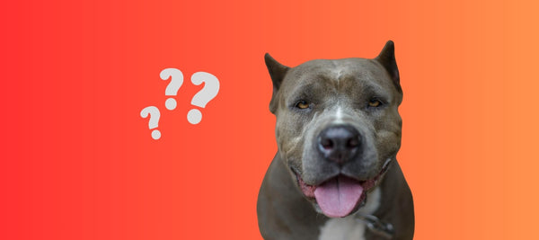 Are Pitbull Mixes Dangerous? Understanding These Misunderstood Canines