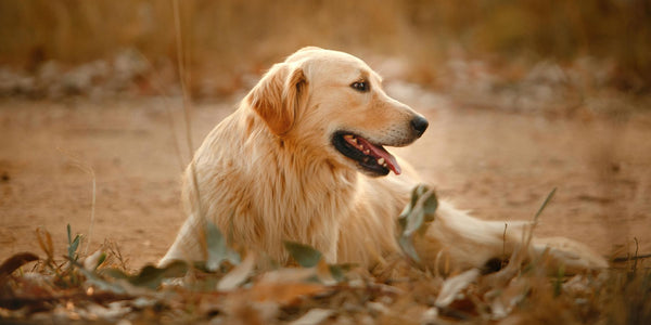 10 Common Hazards For Dogs In Autumn