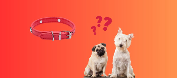 Ditch The Collar If Your Dog Is One Of These
