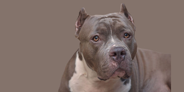 Are Pitbulls Naturally Aggressive? An Informative Guide for Potential Pet Owners