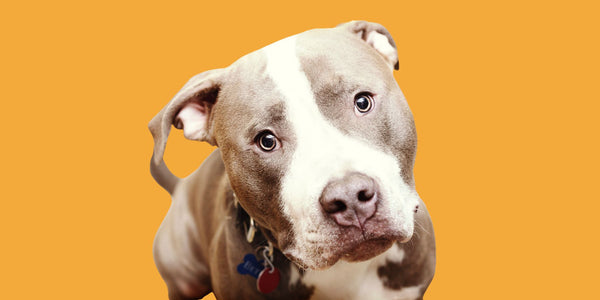 Common Pitbull Skin Issues & How To Treat Them