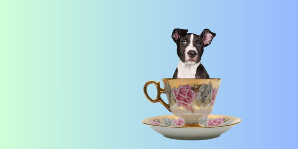 Teacup Mini Pit Bull - All You Need To Know