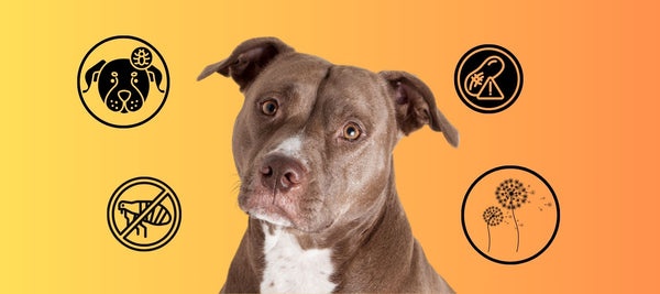 Bumps on Your Pitbull’s Skin? We’re Here To Help!