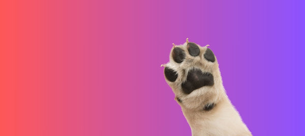 All You Need To Know About Cracked Paw Pads