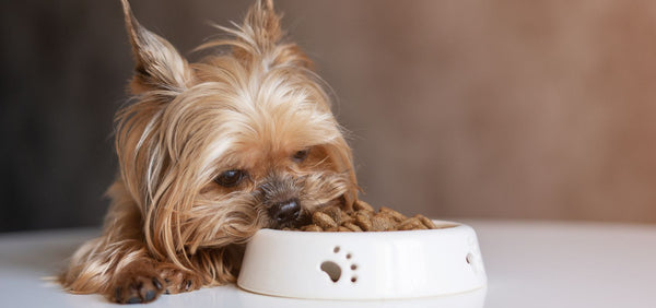 How Long Can a Dog Go Without Eating?