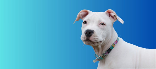 Training A Pitbull Puppy: Expert Tips for a Well-Behaved Pooch