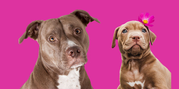 Male vs Female Pit bull - What’s The Difference?