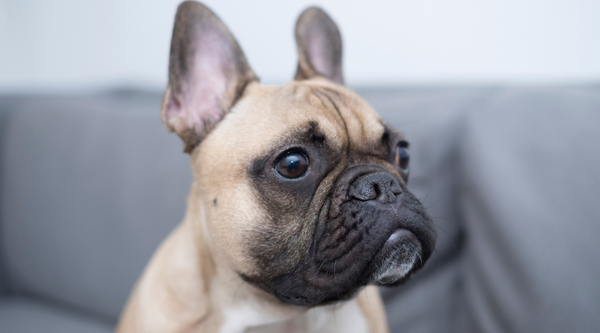 Male vs. Female french bulldog - Which is best for you?
