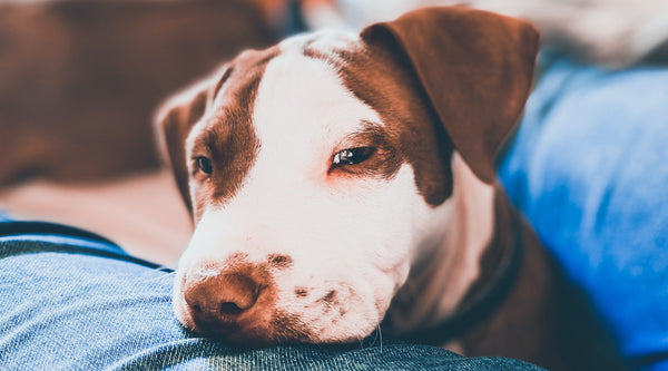 Are Pitbulls Good Apartment Dogs?