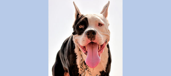 Fact or Fiction: Is It Really Possible For Pit Bulls to Lock Their Jaws?