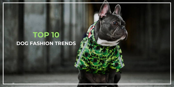 Top 10 Dog Fashion Trends to Watch out for in 2019