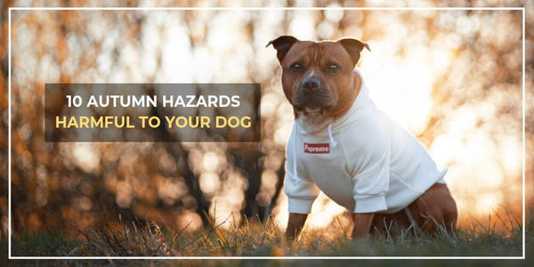 10 Common Hazards To Dogs In Autumn