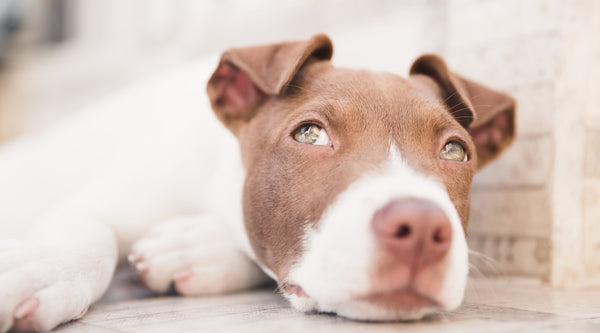 What Were Pitbulls Bred For - A Brief Look at This Remarkable Breed