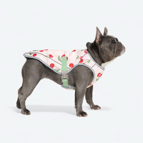 Gilet rinfrescante per cani - Ciliegie
