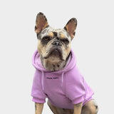 Pull à Capuche Essentiel Pour Chien - Violet Orchidée