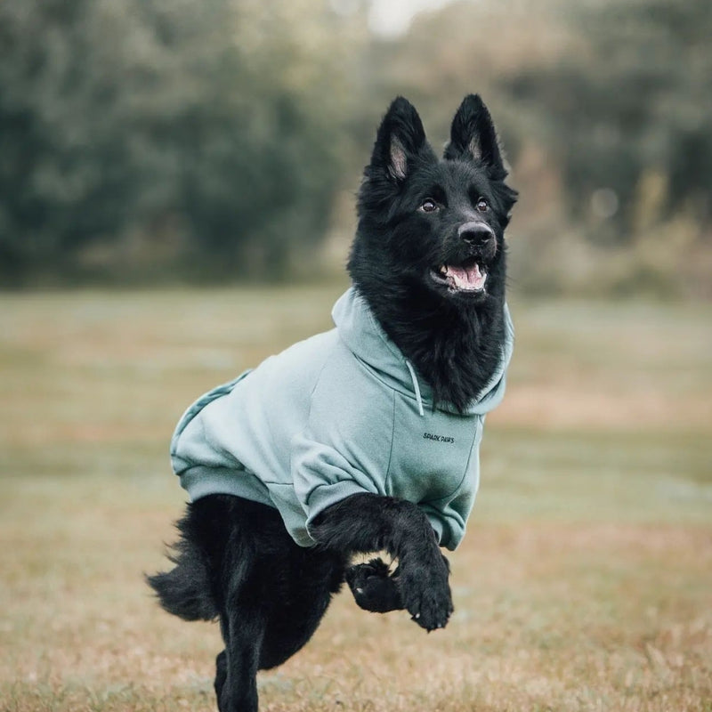 Pull à Capuche Essentiel Pour Chien - Sarcelle