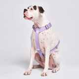 Lilac Harness