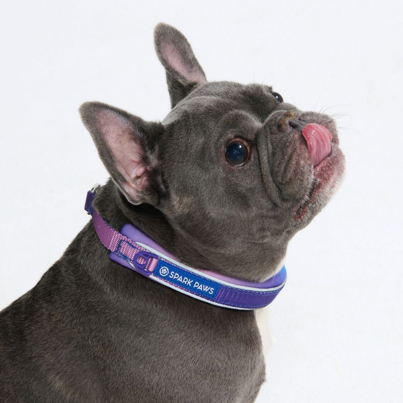 90s Retro Martingale Collar||size:A,B