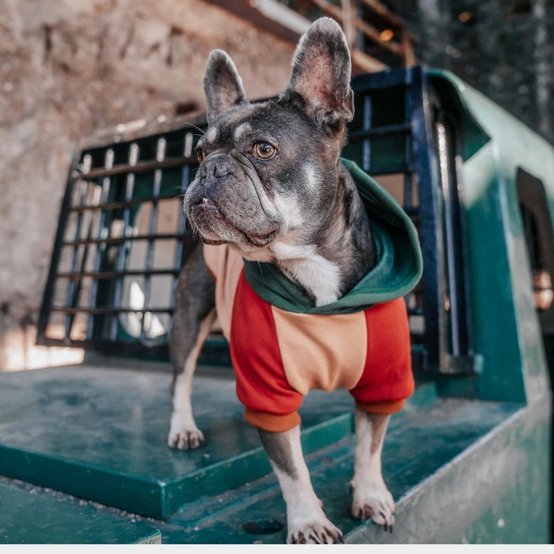 Pull à Capuche Pour Chien - Forestier