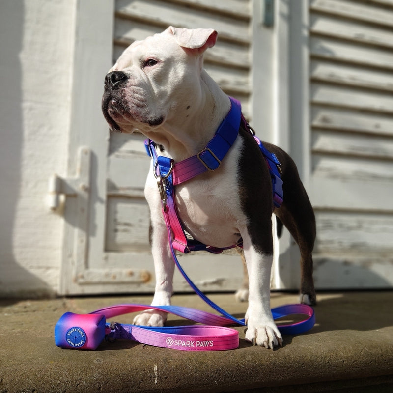 Leash and Poop Bag Holder Set - Snow Cone