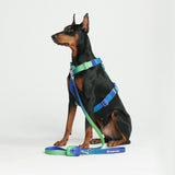 Lime Wave Neoprene Leash