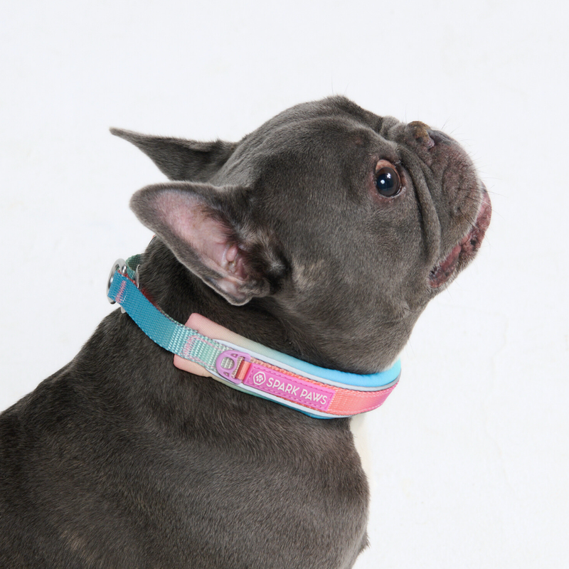 Pastel Icing Collar||size:A,B