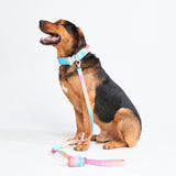 Conjunto de collar táctico para perros - Pastel Icing