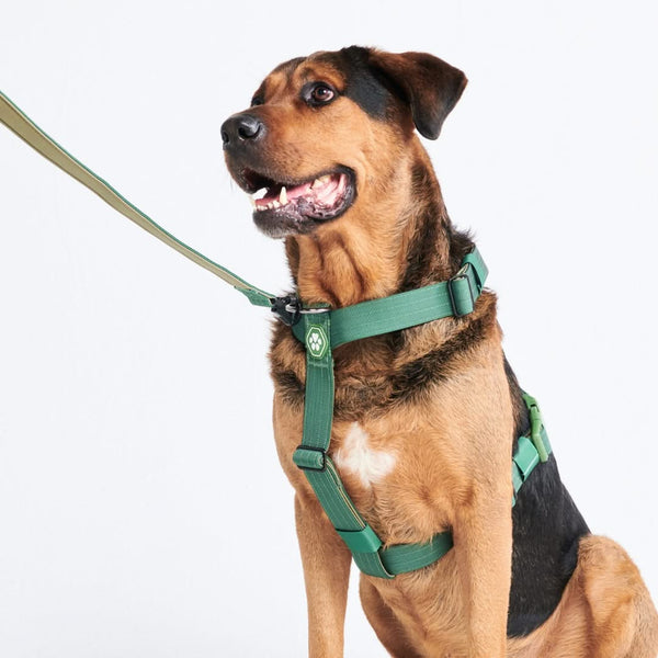 Conjunto de arreios para cães sem puxão com controle de conforto - Verde Militar