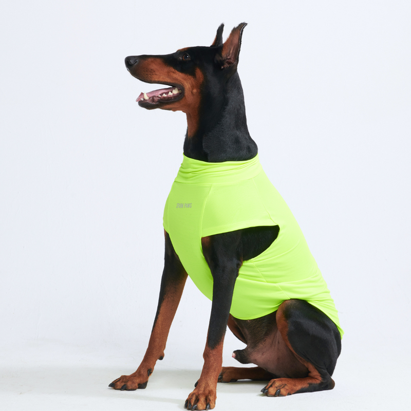 Sunblock Dog T-Shirt - Neon
