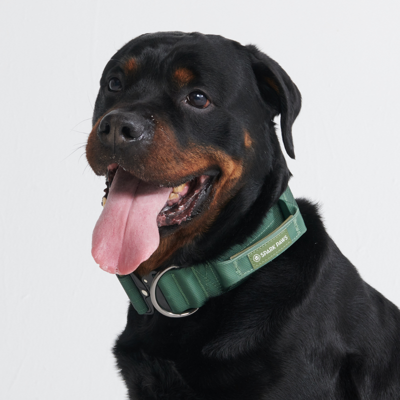 Taktisches Halsband für große Hunde - Grün