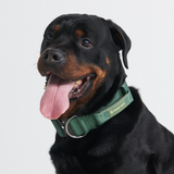 Set di collari tattici per cani - Verde Militare