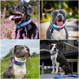 Collar táctico para perros - 90s Retro