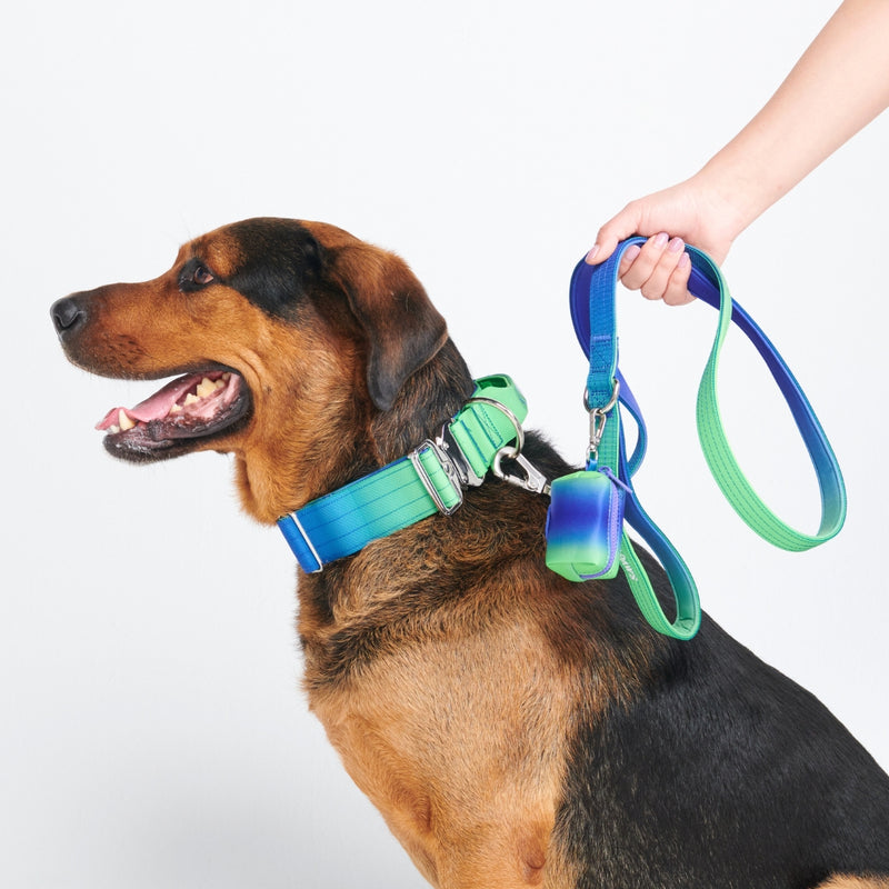 Conjunto de collar táctico para perros - Lime Wave