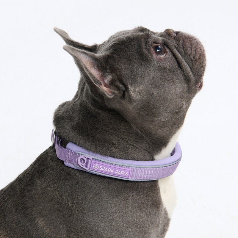 Lilac Collar||size:A,B