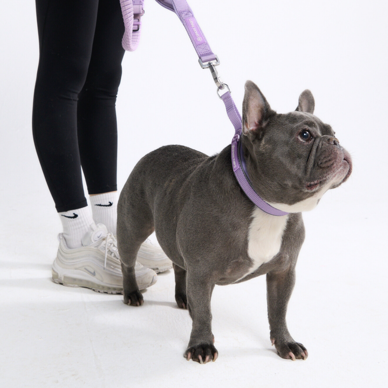 Lilac Neoprene Leash