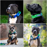 Collar táctico para perros - Lime Wave