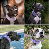 Collar Táctico para Perro - Lila