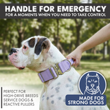 Collar Táctico para Perro - Lila