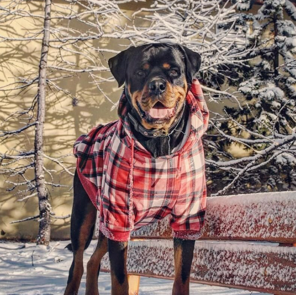 Pull à Capuche en velours Pour Chien - Carreaux Rouge