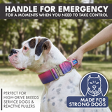 Collar táctico para perros - Cono de nieve