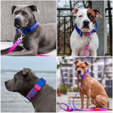 Collar táctico para perros - Cono de nieve