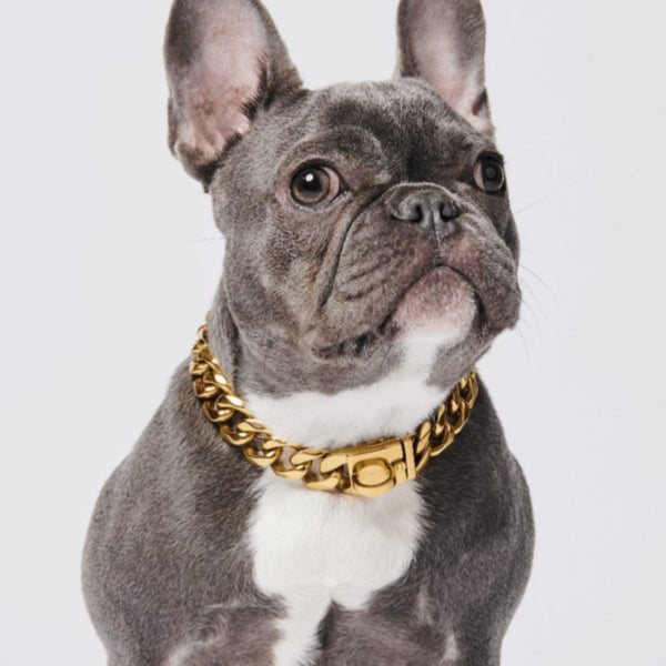 Cuban Link 20mm Ketten-Hundehalsband Gold