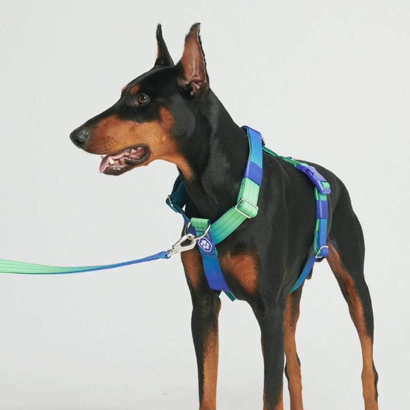 Lime Wave Harness