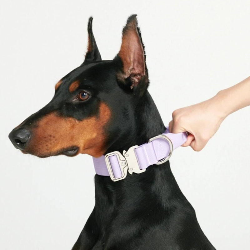 Collar Táctico para Perro - Lila