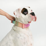 Pastel Icing Collar