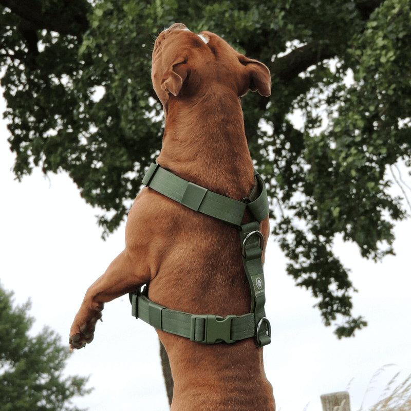 Juego de arneses para perros Comfort Control No-Pull - Verde militar