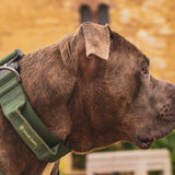 Set di collari tattici per cani - Verde Militare